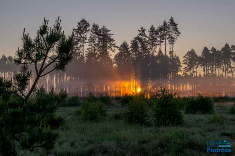 Bory Tucholskie