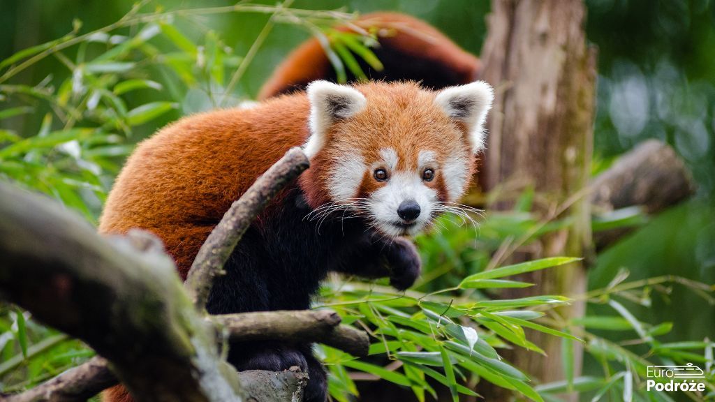 Zoo w Kolonii