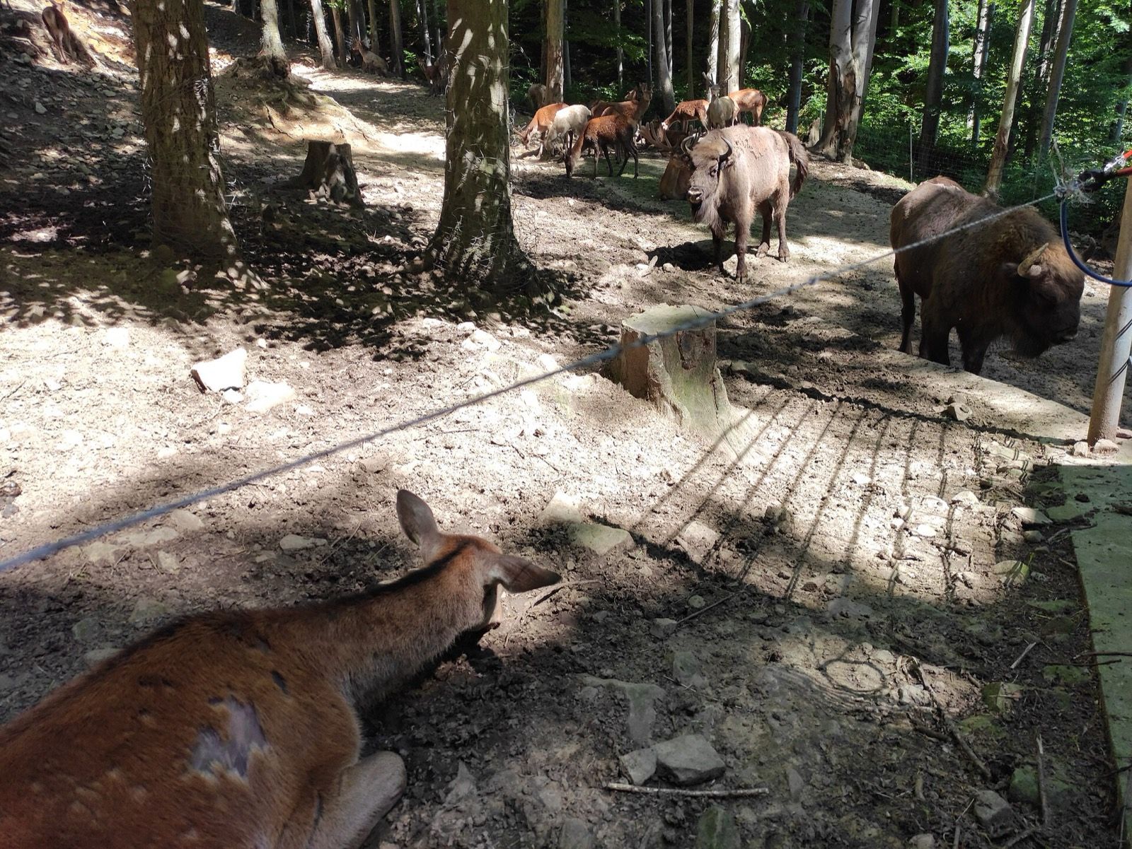 Leśny Park Niespodzianek, atrakcja w pobliżu dworca Ustroń Zdrój