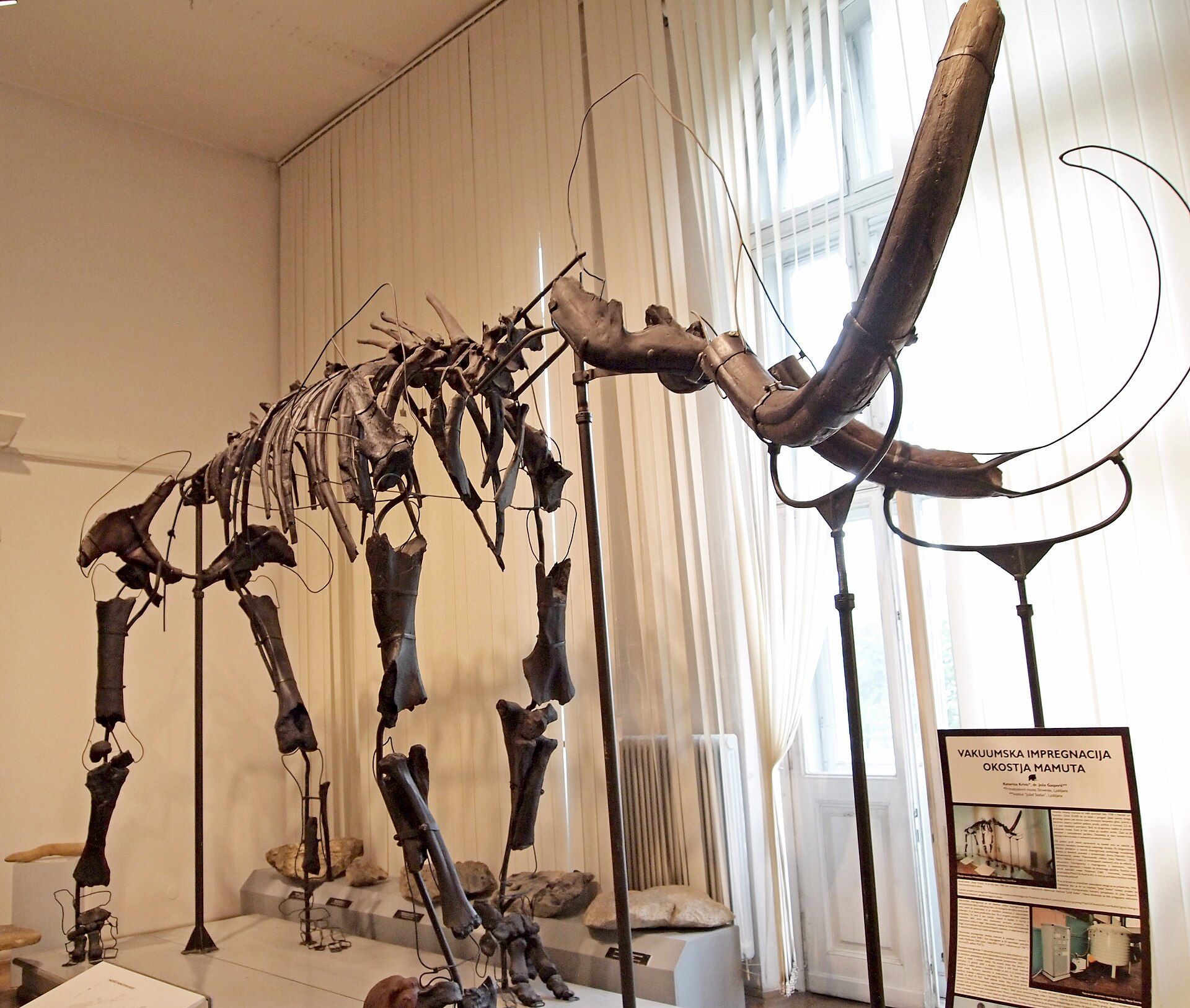 Muzeum Przyrodnicze, atrakcja w pobliżu dworca Wrocław Nadodrze