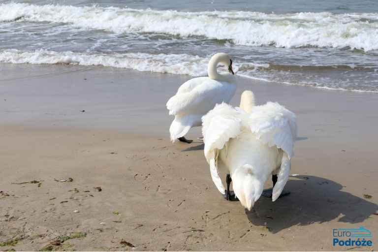 Odpocznij na plaży zdjęcie: plaża w Kołobrzegu