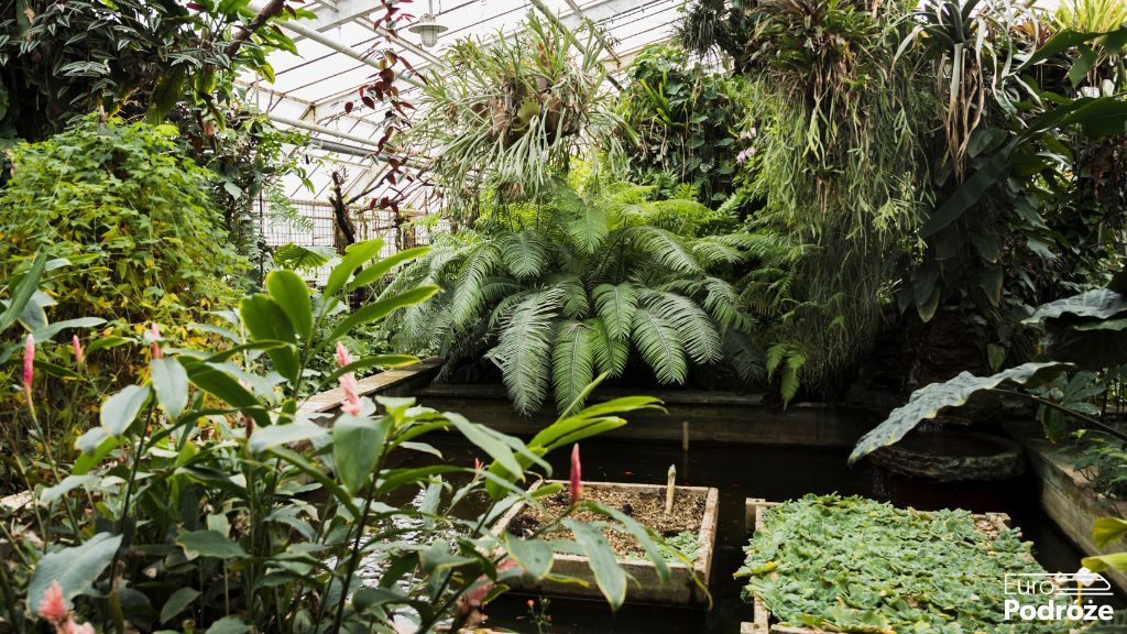 Hamburg – co warto zobaczyć? Najciekawsze atrakcje i zabytki miasta portowego Park Planten un Blomen