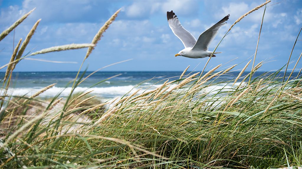 Atrakcje Władysławowa Plaża i morze