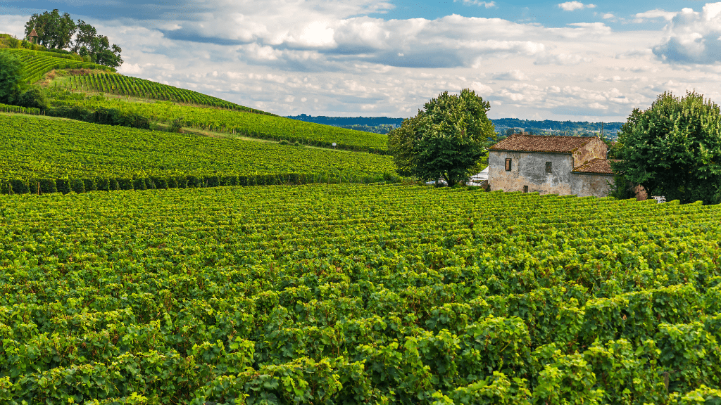 Winnice Medoc Winnice Medoc