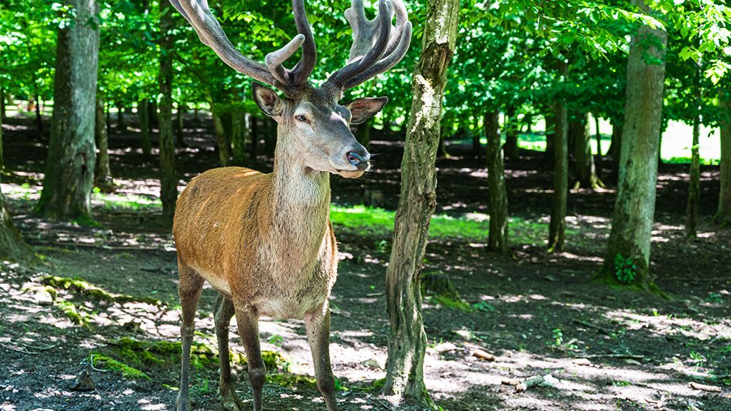 Warmia i Mazury - 16 atrakcji turystycznych, miejsc i zabytków Park Dzikich Zwierząt w Kadzidłowie
