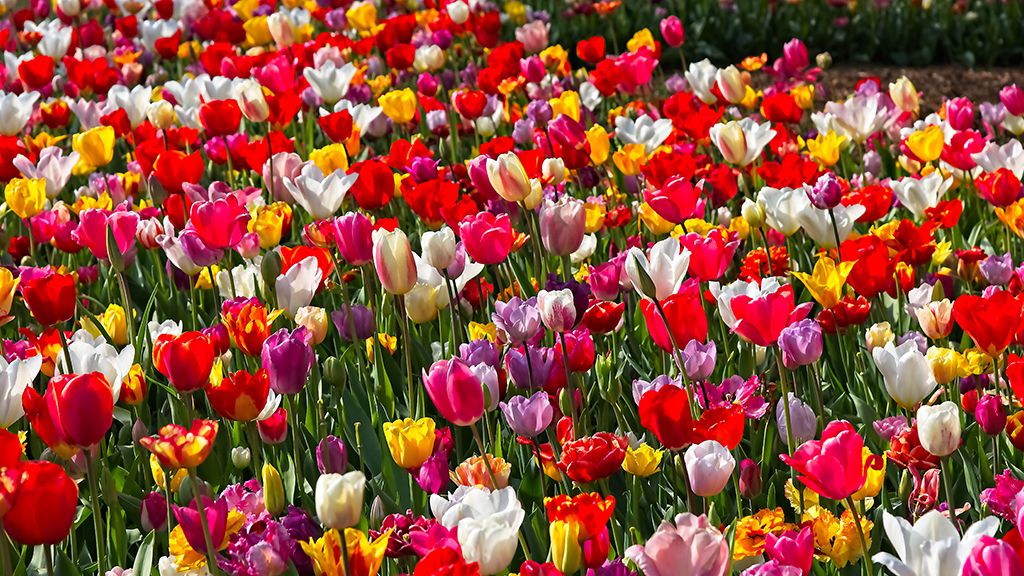 Atrakcje w Nowym Sączu – najlepsze miejsca do zwiedzania Tulipany na Plantach