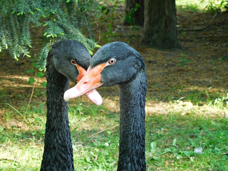 Stare zoo Poznań Grafika: zwierzęta w Starym Zoo w Poznaniu