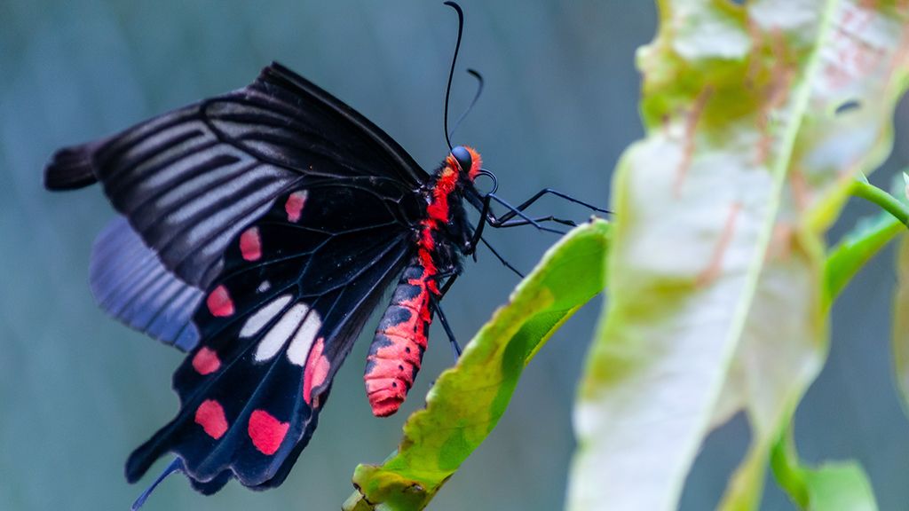 Atrakcje Władysławowa Motyl