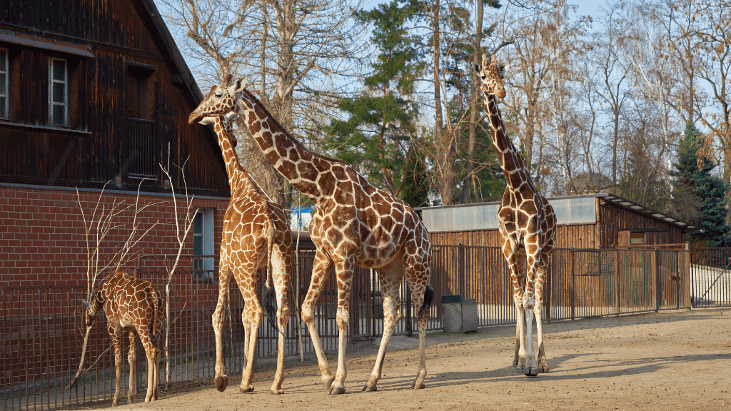 Ferie zimowe woj. dolnośląskie 2026 – kiedy są i co warto zobaczyć? wrocławskie zoo - ferie zimowe dolnośląskie atrakcje