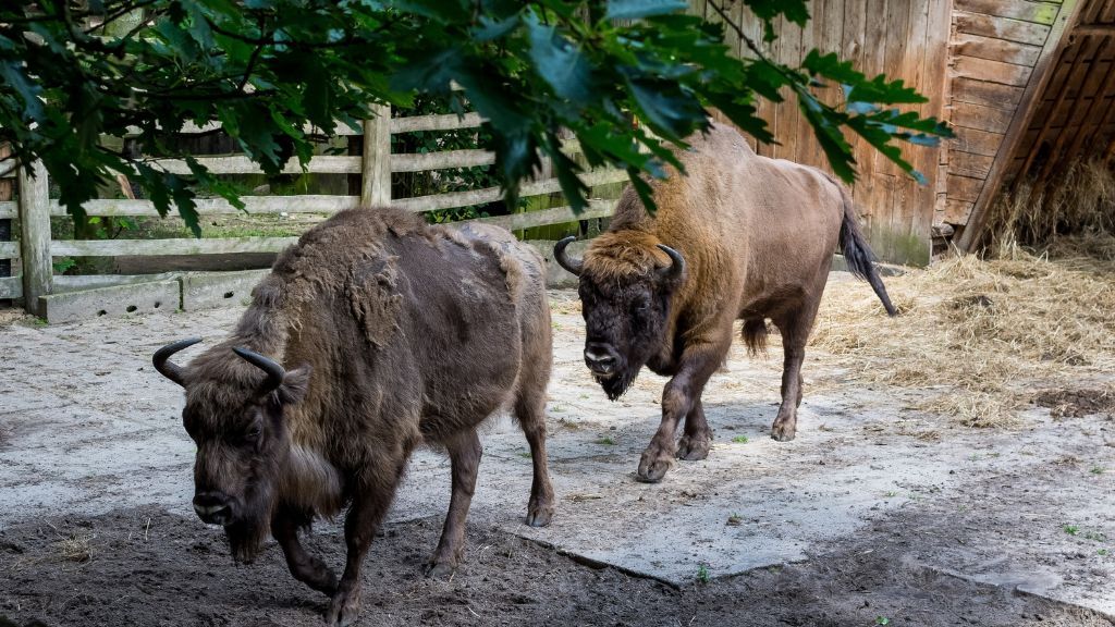 Międzyzdroje – 13 atrakcji. Kompletny przewodnik dla turystów Zagroda Pokazowa Żubrów