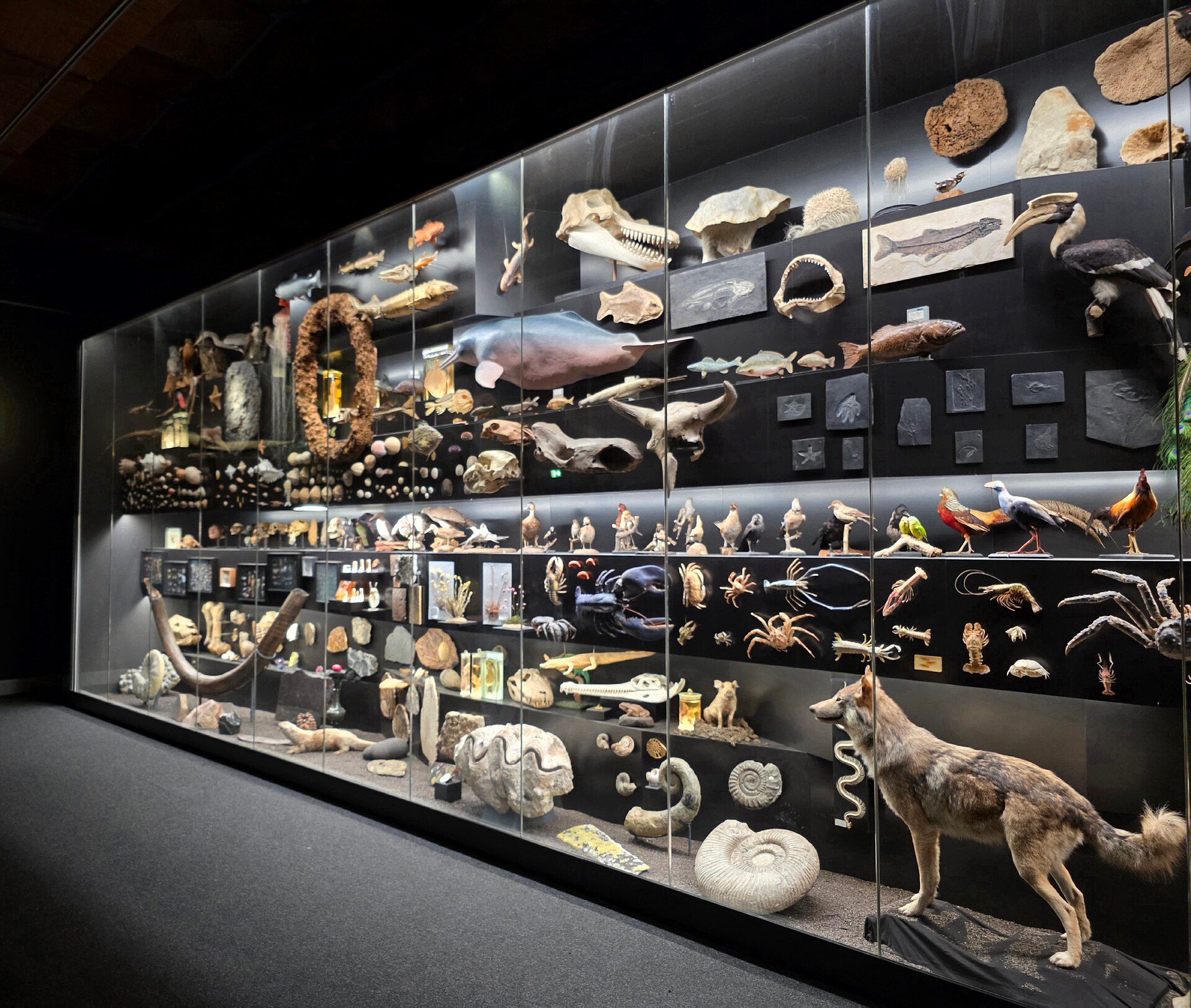 Senckenberg Nature Museum, atrakcja w pobliżu dworca Frankfurt (Main) Hauptbahnhof
