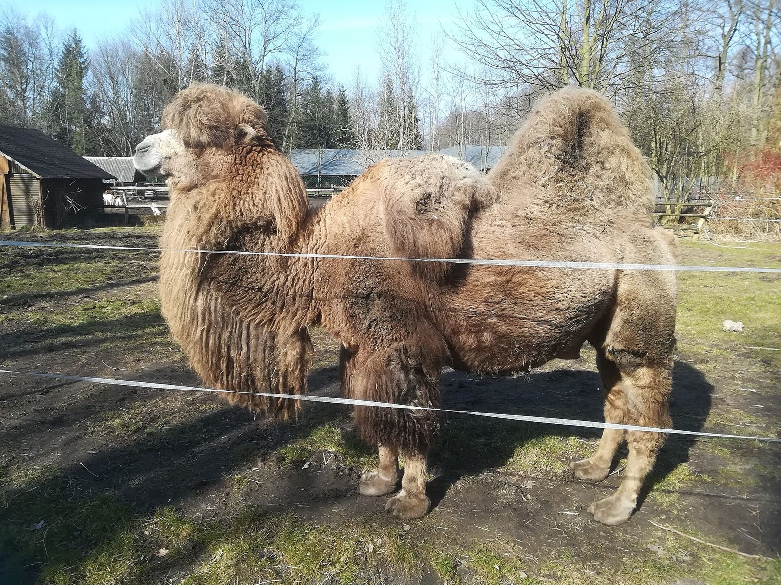 ZOO Nowy Tomyśl, atrakcja w pobliżu dworca Nowy Tomyśl