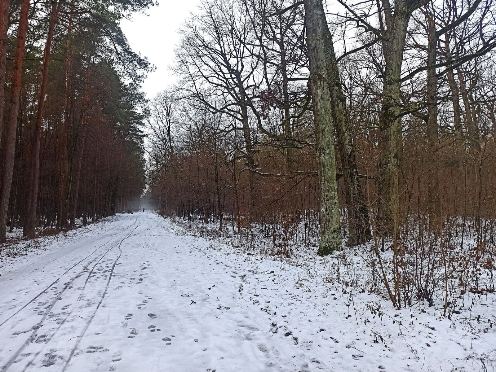 Rezerwat przyrody Pionki, atrakcja w pobliżu dworca Pionki